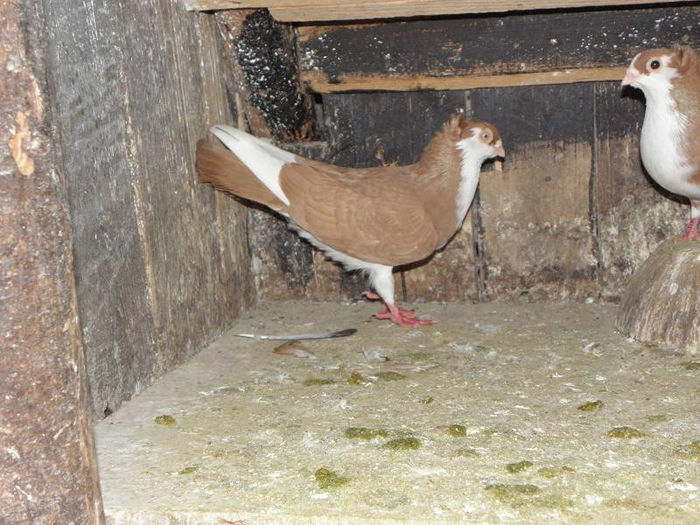 PC010297 - MOTATI PE GALBEN