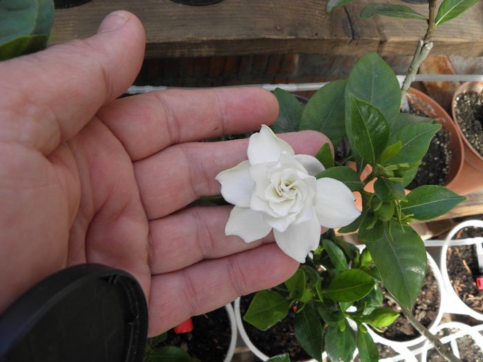 P5110012 - Gardenia - Dwarf altoita