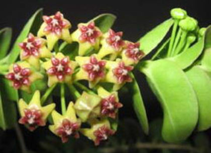 hoya_cummingiana - hoya pe care le doresc