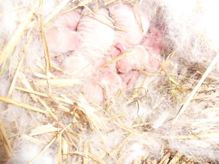 M RO 04  F RO 1O (94 puncte=