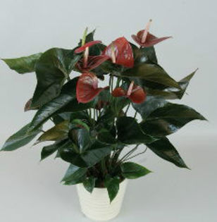 anthurium%20brown%20king - anthurium-lista de dorinte