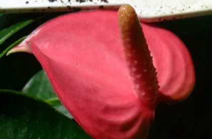 anthurium%20pink%20champ1 - anthurium-lista de dorinte