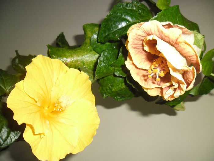 Eloka + Voodoo Magic ( boboc)