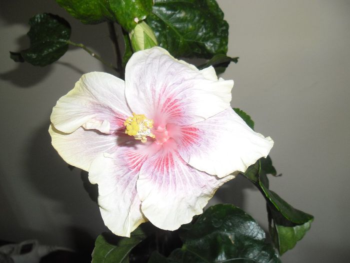 Barry Schlueter ( acum descoperit)