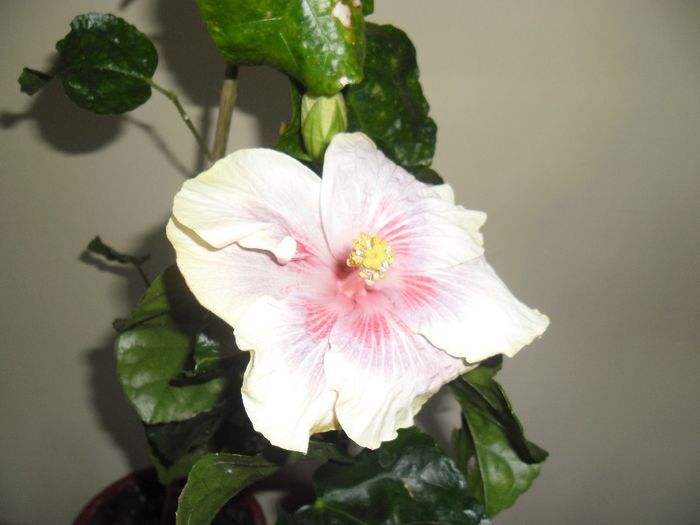 Barry Schlueter - Hibiscus 2013-3