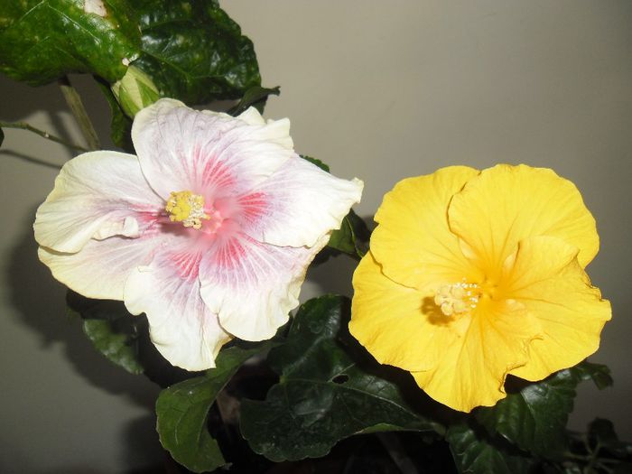 Barry Sclueter + Eloka - Hibiscus 2013-3