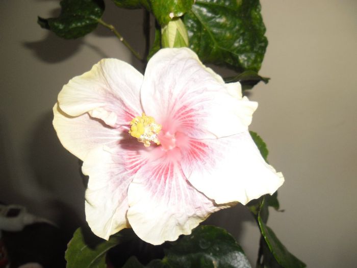 Barry Schlueter - Hibiscus 2013-3
