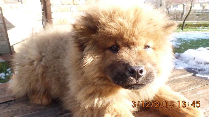 IMG_0250 - chow-chow maramures