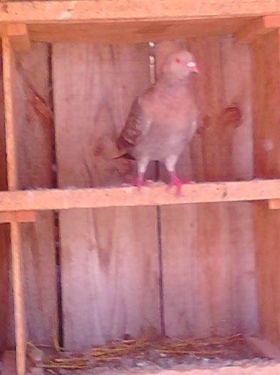 f ro 08 primita cadou ca pui (nu are inel)