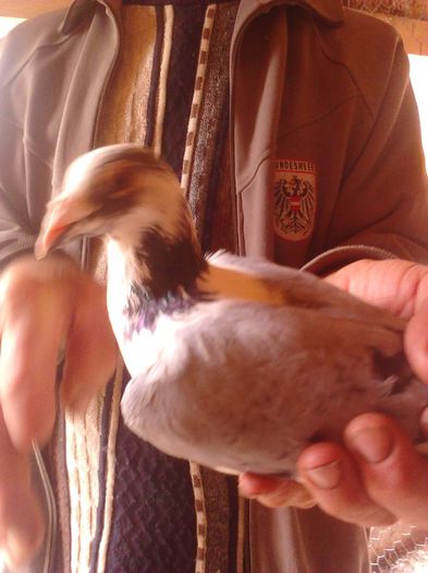 m ro 11 wanroy35; ador masculul
