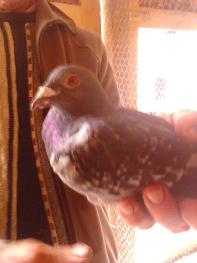 m ro 12 crescatorie proprie