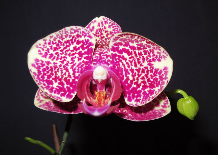 IMG_1726 - Reinfloriri orhidee 2013
