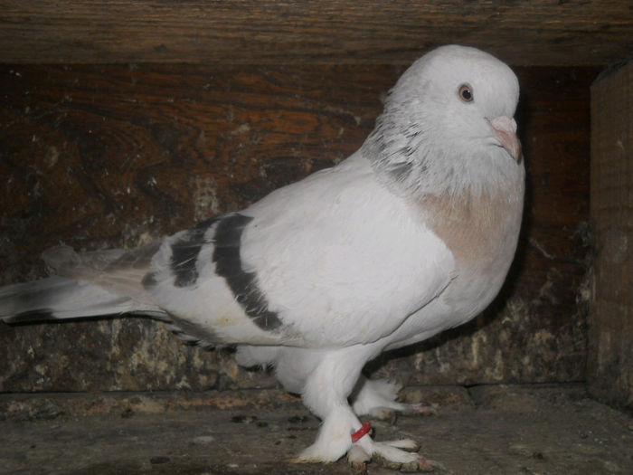 mascul serbia 2009 vandut