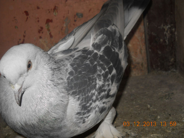 mascul germania 2009 vandut