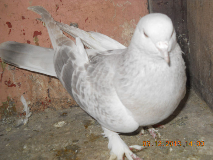 mascul takla 2011 vandut