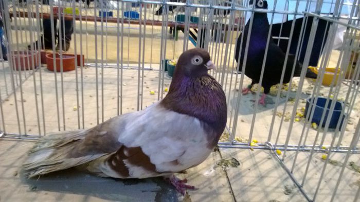 avans custi 1160 - 1528a rase rom