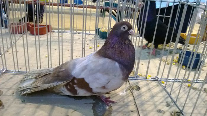 avans custi 1161 - 1528a rase rom