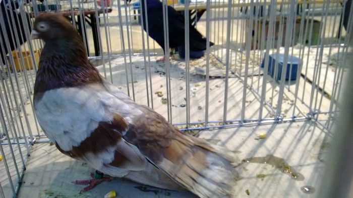 avans custi 1162 - 1528a rase rom