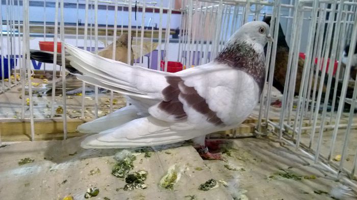 avans custi 1172 - 1528a rase rom