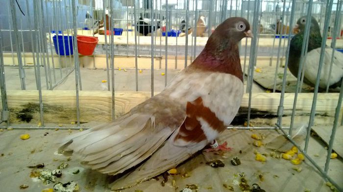 avans custi 1174 - 1528a rase rom