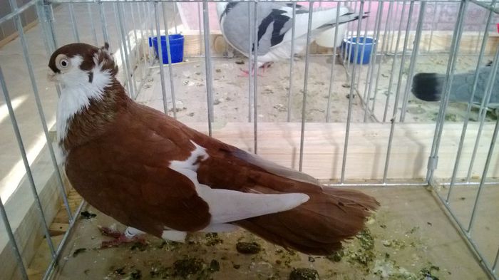 avans custi 1205 - 1528a rase rom