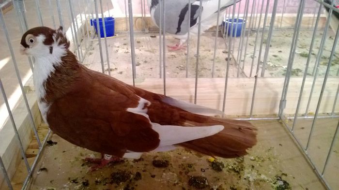 avans custi 1207 - 1528a rase rom