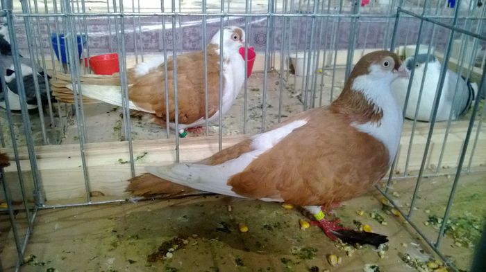 avans custi 1208 - 1528a rase rom