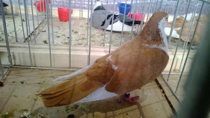 avans custi 1209 - 1528a rase rom