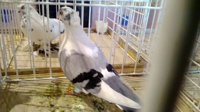 avans custi 1214 - 1528a rase rom