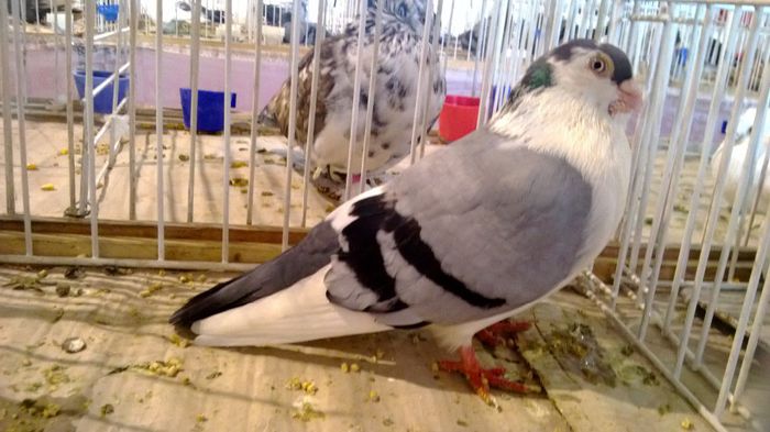 avans custi 1217 - 1528a rase rom