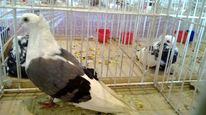 avans custi 1221 - 1528a rase rom