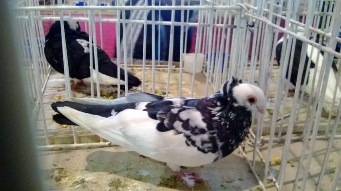 avans custi 1234 - 1528a rase rom