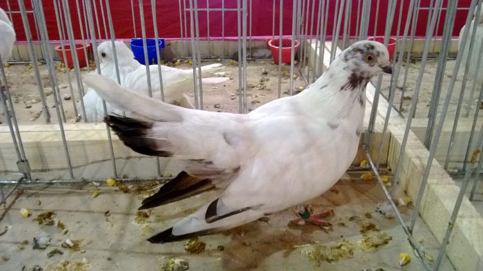 avans custi 1276 - 1528c rase str