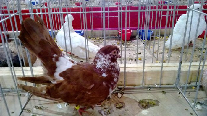 avans custi 1277 - 1528c rase str