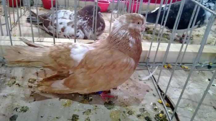 avans custi 1278 - 1528c rase str