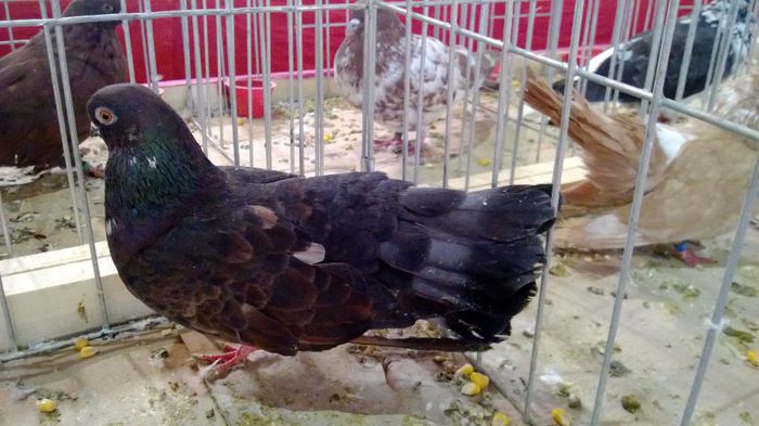 avans custi 1279 - 1528c rase str