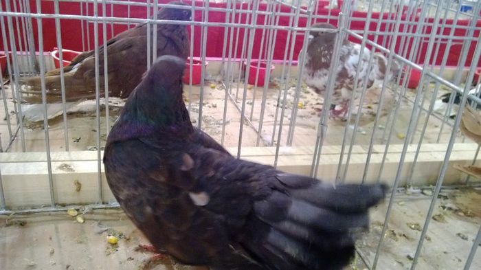 avans custi 1280 - 1528c rase str