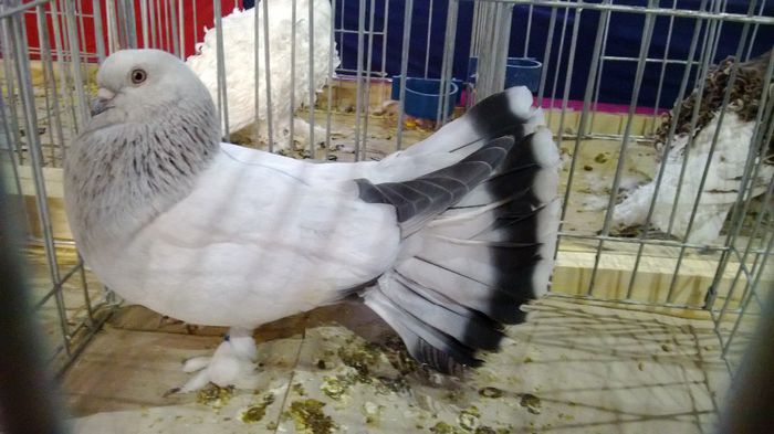 avans custi 1313 - 1528c rase str