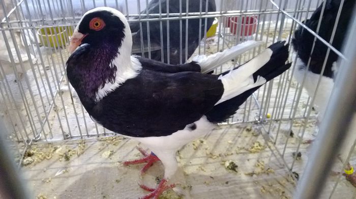avans custi 1326