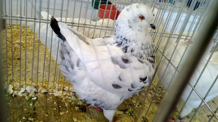 avans custi 1329