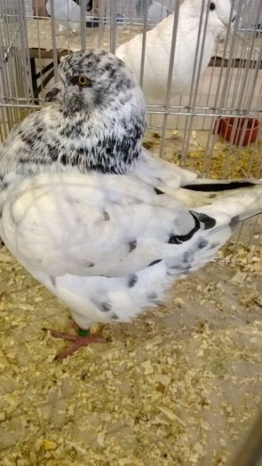 avans custi 1332