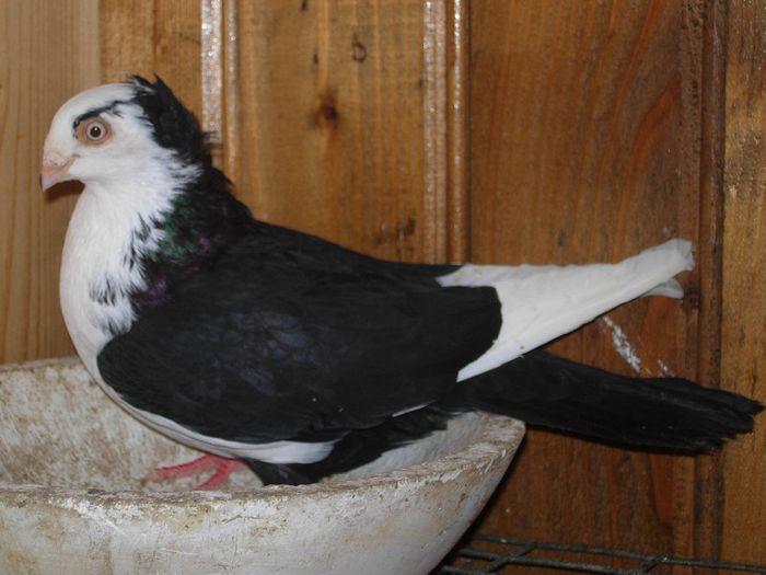 FEMELA-2013 - GALATENI