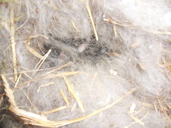 al 2-lea cuib din campion