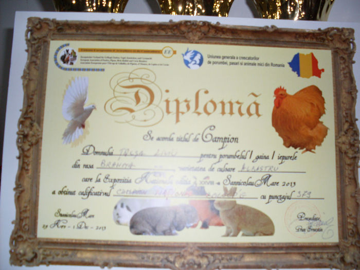 SDC12774 - CUPE SI DIPLOME OBTINUTE IN 2013