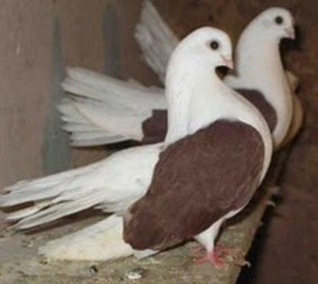 Kazan Tumbler Pigeon 8 - Cumpar Porumbei