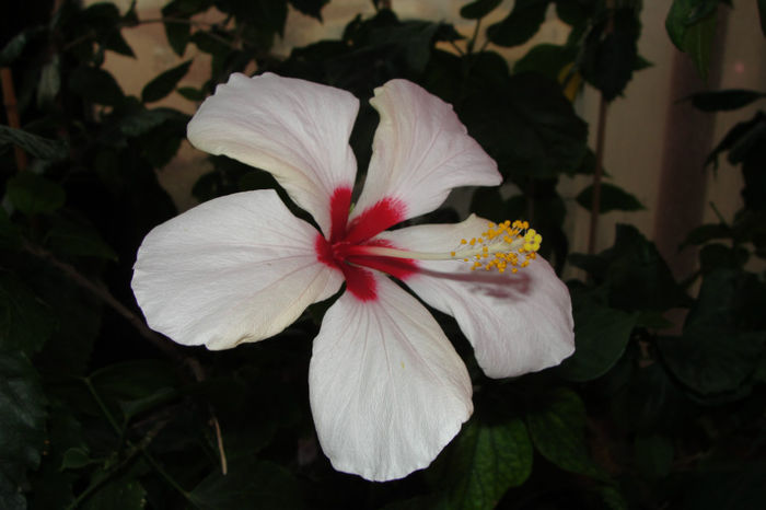  - Hibiscus-4