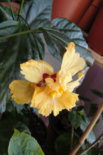  - Hibiscus-4