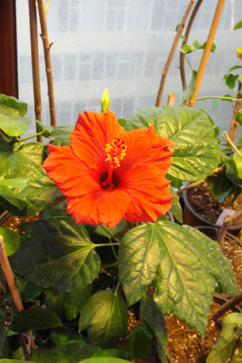  - Hibiscus-4
