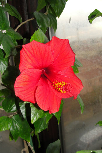  - Hibiscus-4