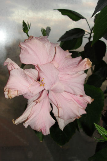  - Hibiscus-4